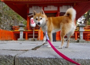 开云下载-2026世界杯焦点战启示录，从森林狼单节狂胜深圳队看竞技体育的势能法则