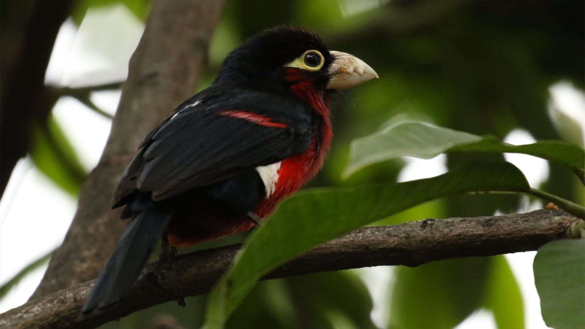 东契奇关键回合不手软,掘金巅峰对决尽显奇才本色