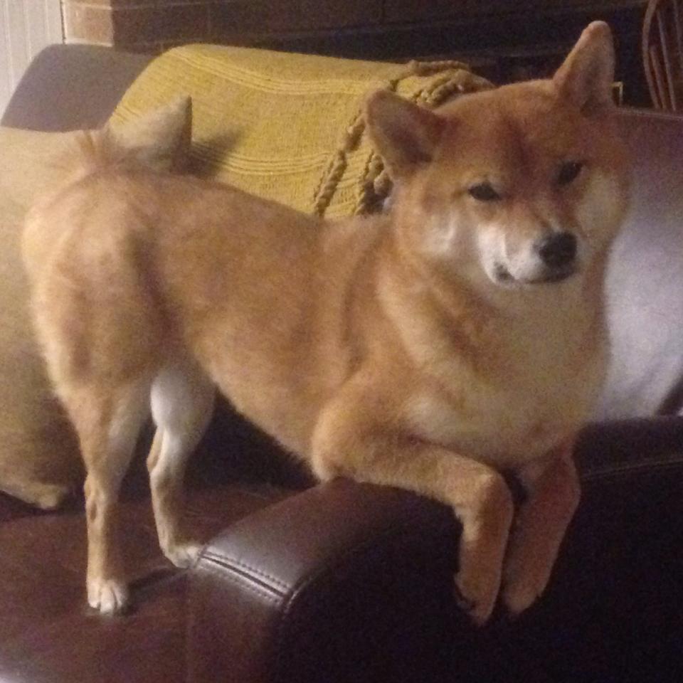 阿拉巴爆发与土耳其战术压制，芬兰如何应对双重挑战